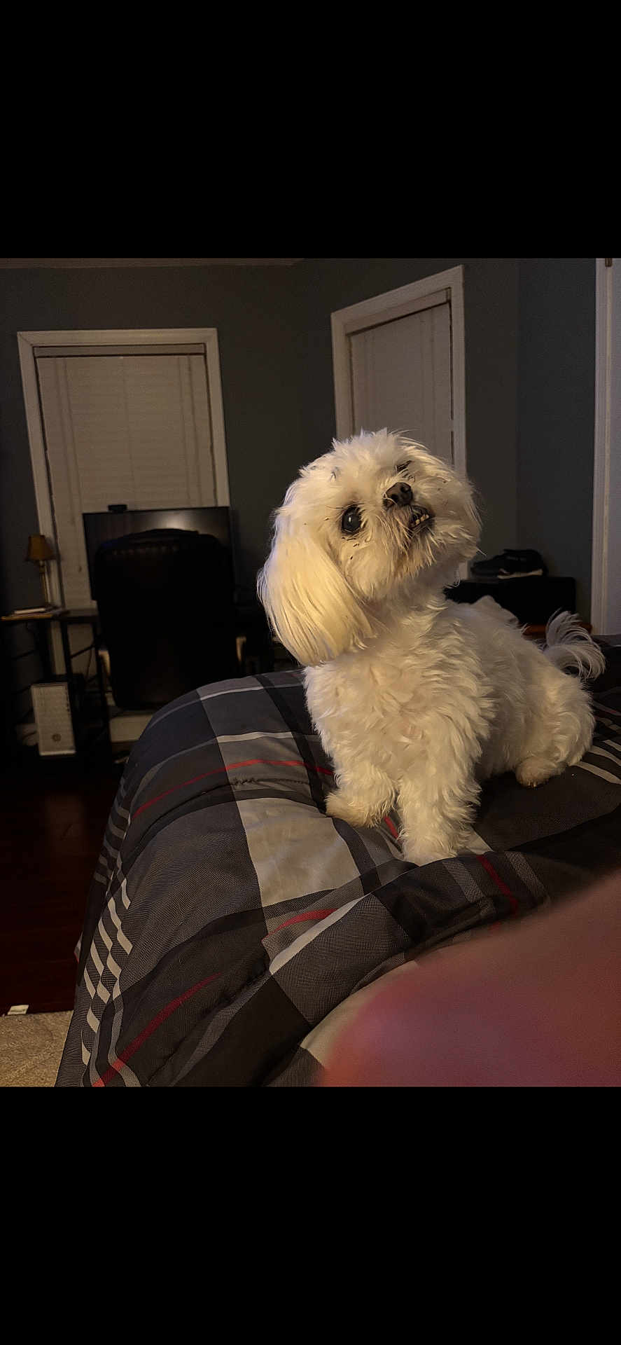 Moxy joined the competition — help win amazing prizes! bed, bedroom, blanket, chair, companion, cozy, cute, desk, dog, fluffy, indoor, lamp, looking_up, night, pet, plaid, portrait, small_dog, white_dog, window_blinds