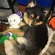 Donald Koch joined the competition — help win amazing prizes! bed, black_and_tan, blanket, colorful, cozy, cuddling, dog, dots, ears, floor, fur, indoor, patterned, plastic_drawers, plush_toy, puppy, resting, storage_bins, tail, toy