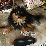 Donald joined the competition — help win amazing prizes! dog, pomeranian, black_and_tan, fluffy, pet, indoor, blanket, pillow, water_bottle, paw, fur, cute, animal, laying_down, resting, cozy, home, comfort, domestic_animal, playful