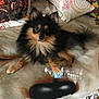 dog, pomeranian, black_and_tan, fluffy, pet, indoor, blanket, pillow, water_bottle, paw, fur, cute, animal, laying_down, resting, cozy, home, comfort, domestic_animal, playful