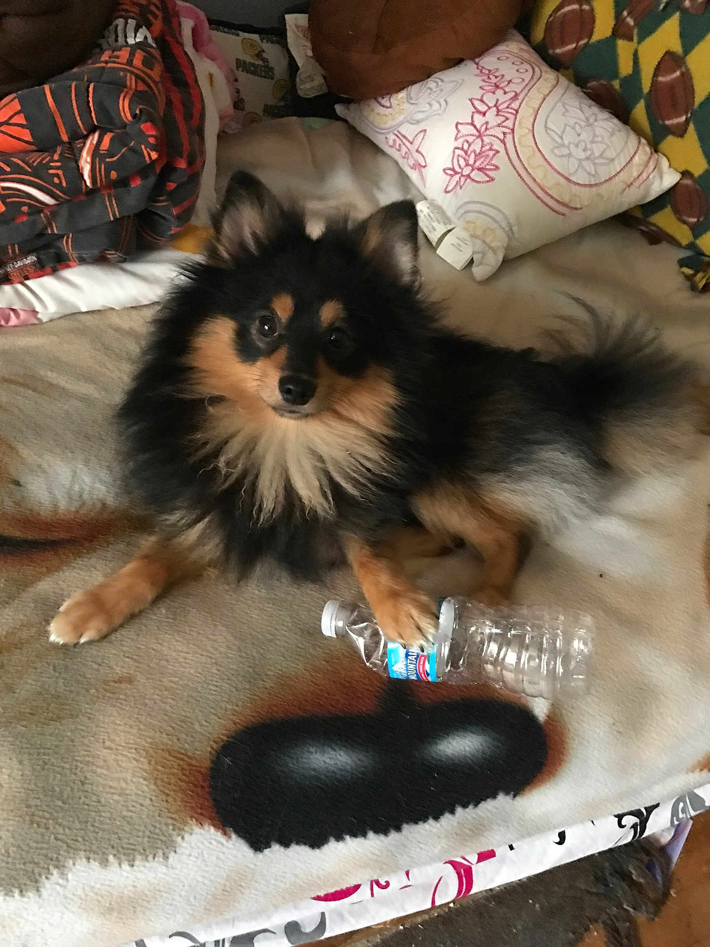 Donald joined the competition — help win amazing prizes! dog, pomeranian, black_and_tan, fluffy, pet, indoor, blanket, pillow, water_bottle, paw, fur, cute, animal, laying_down, resting, cozy, home, comfort, domestic_animal, playful
