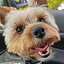 dog, close_up, tongue_out, happy, pet, animal, canine, fur, nose, mouth, teeth, ears, black_nose, blurry_background, car_interior, cute, friendly, smiling, portrait, domestic_animal