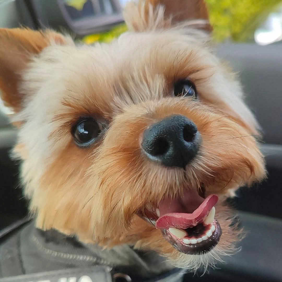 Titoy participe au concours pour gagner de l'argent avec cette photo : animal, black_nose, blurry_background, canine, car_interior, close_up, cute, dog, domestic_animal, ears, friendly, fur, happy, mouth, nose, pet, portrait, smiling, teeth, tongue_out