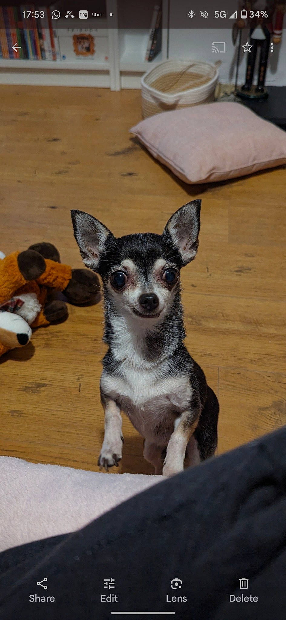 Poppy joined the competition — help win amazing prizes! canidae, carnivore, chihuahua, companion_dog, corgi_chihuahua, dog, dog_breed, fawn, fur, grey, hardwood, paw, pillow, sporting_group, tail, terrestrial_animal, toy_dog, whiskers, wood, working_animal