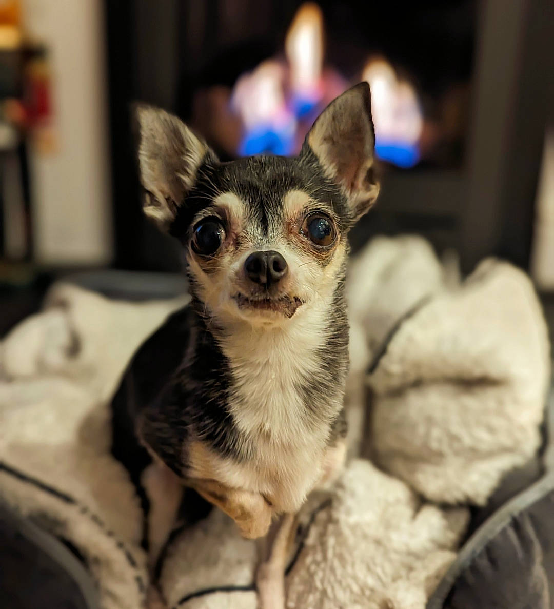 Poppy joined the competition — help win amazing prizes! canidae, carnivore, chihuahua, companion_dog, corgi_chihuahua, dog, dog_breed, ear, fawn, fur, puppy, snout, terrestrial_animal, toy_dog, whiskers, wildlife, working_animal