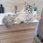 Vegas participe au concours pour gagner de l'argent avec cette photo : bathroom, cat, cup, decor, domestic_cat, feline, floor_rug, fluffy_cat, fur, gray_cat, green_eyes, indoor, modern_interior, pet, plant, relaxed, sink, tail, tap, wood_cabinet