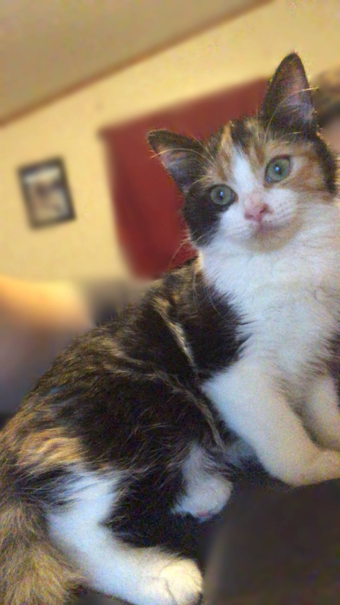 Chili is registered to the contest to win money with this photo: carnivore, cat, domestic_short_haired_cat, eye, felidae, fur, picture_frame, small_to_medium_sized_cats, tail, terrestrial_animal, whiskers