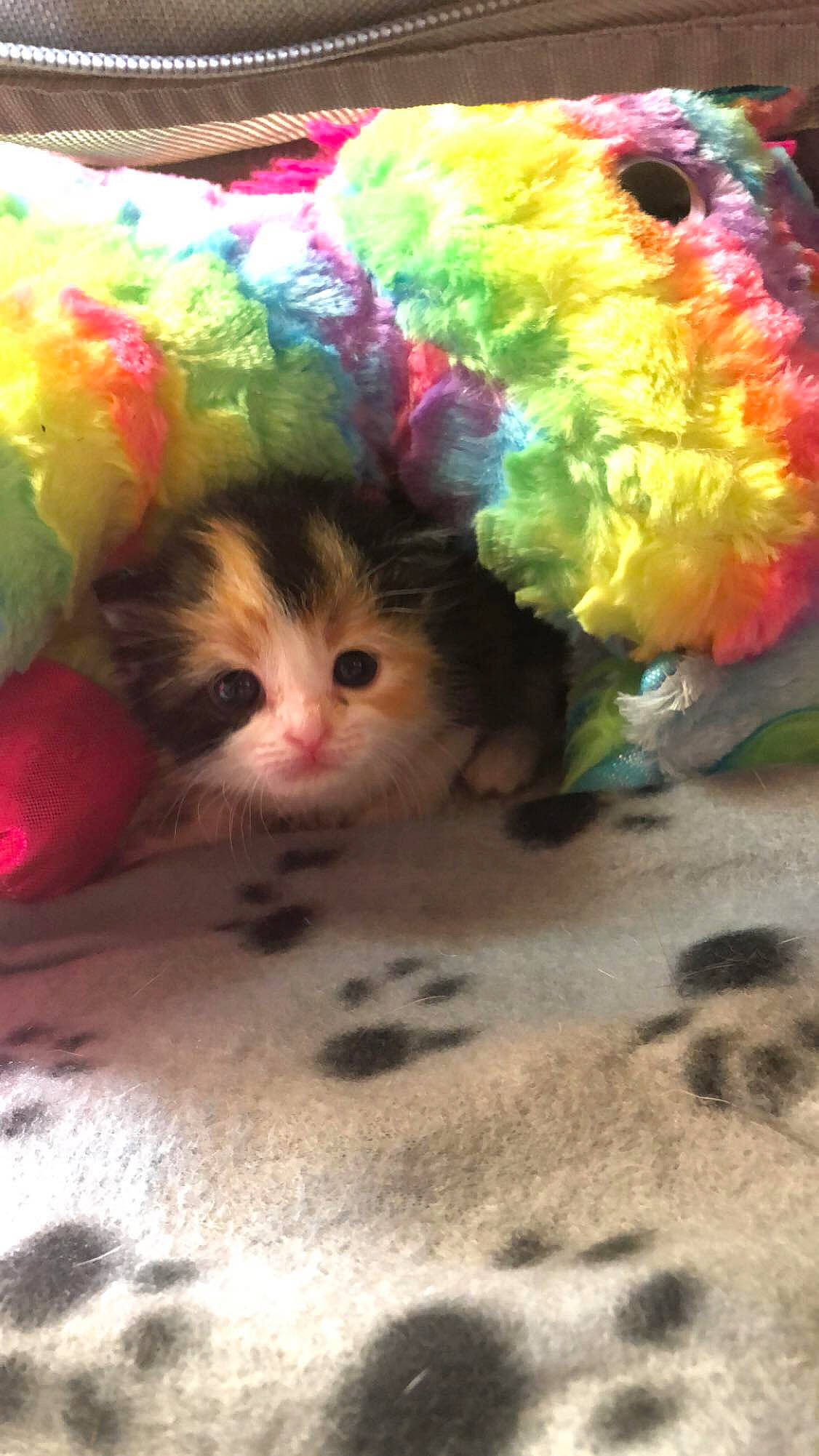 Chili joined the competition — help win amazing prizes! art, carnivore, cat, event, fashion_accessory, fawn, feather, felidae, flooring, foot, fur, grass, magenta, paw, petal, small_to_medium_sized_cats, tail, thread, whiskers, wig