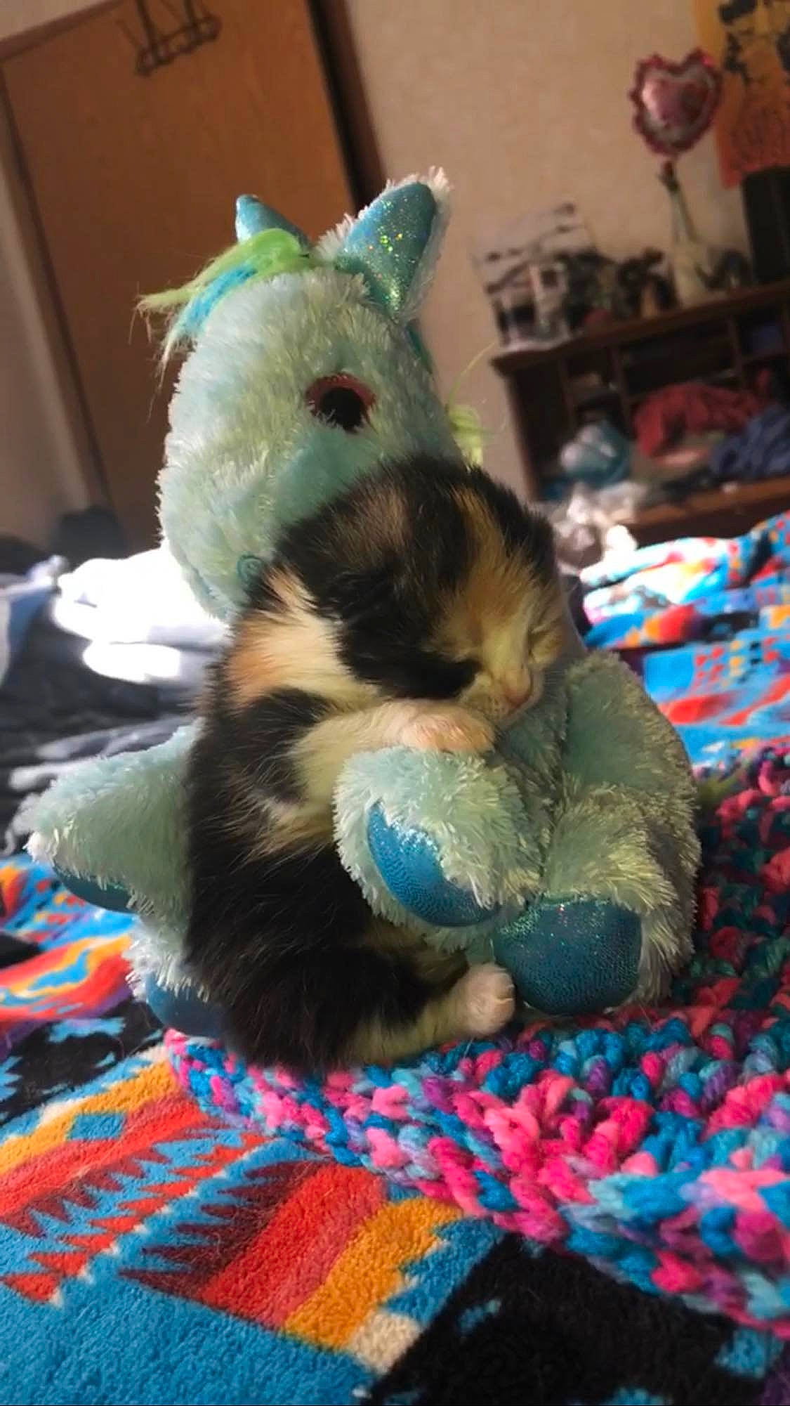 Chili is registered to the contest to win money with this photo: blue, claw, comfort, companion_dog, domestic_short_haired_cat, electric_blue, fawn, felidae, flooring, fur, linens, pattern, paw, plaid, room, small_to_medium_sized_cats, tail, tartan, terrestrial_animal, whiskers