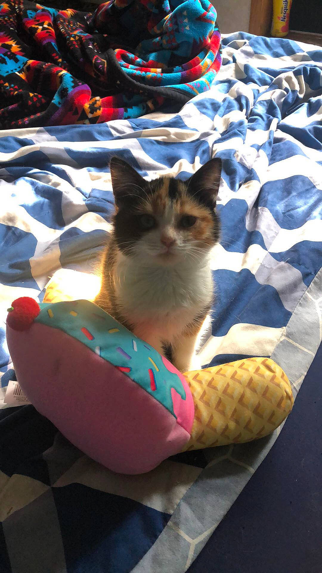 Chili is registered to the contest to win money with this photo: carnivore, cat, comfort, domestic_short_haired_cat, electric_blue, fawn, felidae, grass, human_leg, lap, leisure, morning, pattern, recreation, sitting, small_to_medium_sized_cats, tail, textile, tree, whiskers