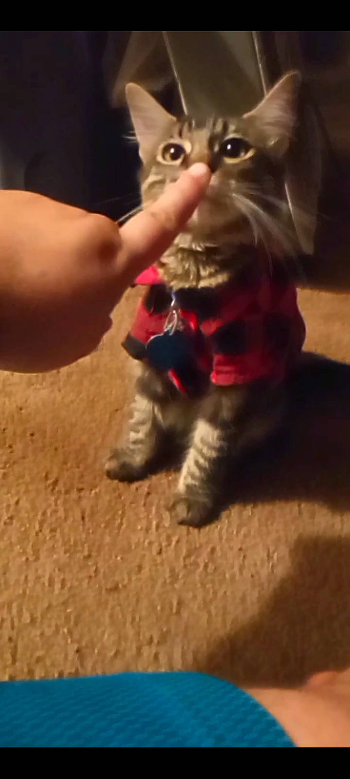 Tatertot joined the competition — help win amazing prizes! black_cat, carnivore, cat, claw, domestic_short_haired_cat, fawn, felidae, fictional_character, fur, gesture, human_leg, paw, small_to_medium_sized_cats, snout, soil, stuffed_toy, tail, thumb, toy, whiskers