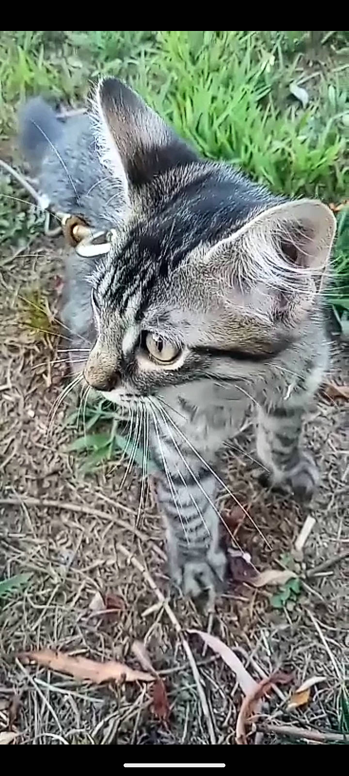 Tatertot is registered to the contest to win money with this photo: carnivore, cat, claw, domestic_short_haired_cat, felidae, fur, grass, groundcover, paw, plant, small_to_medium_sized_cats, snout, soil, tail, terrestrial_animal, tree, whiskers, wildlife