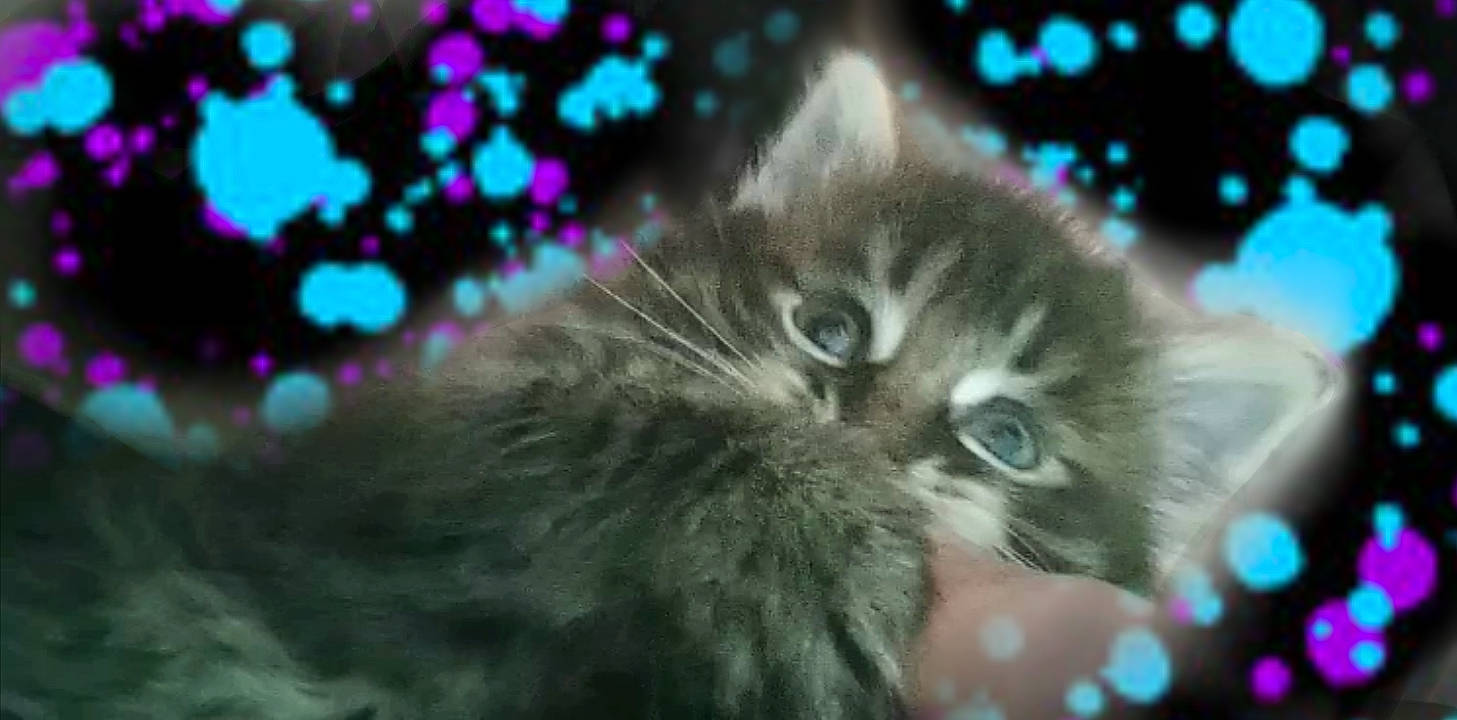 Tatertot joined the competition — help win amazing prizes! carnivore, cat, christmas_ornament, claw, darkness, domestic_short_haired_cat, electric_blue, event, felidae, fur, macro_photography, paw, plant, sky, small_to_medium_sized_cats, snout, tail, tree, whiskers, winter