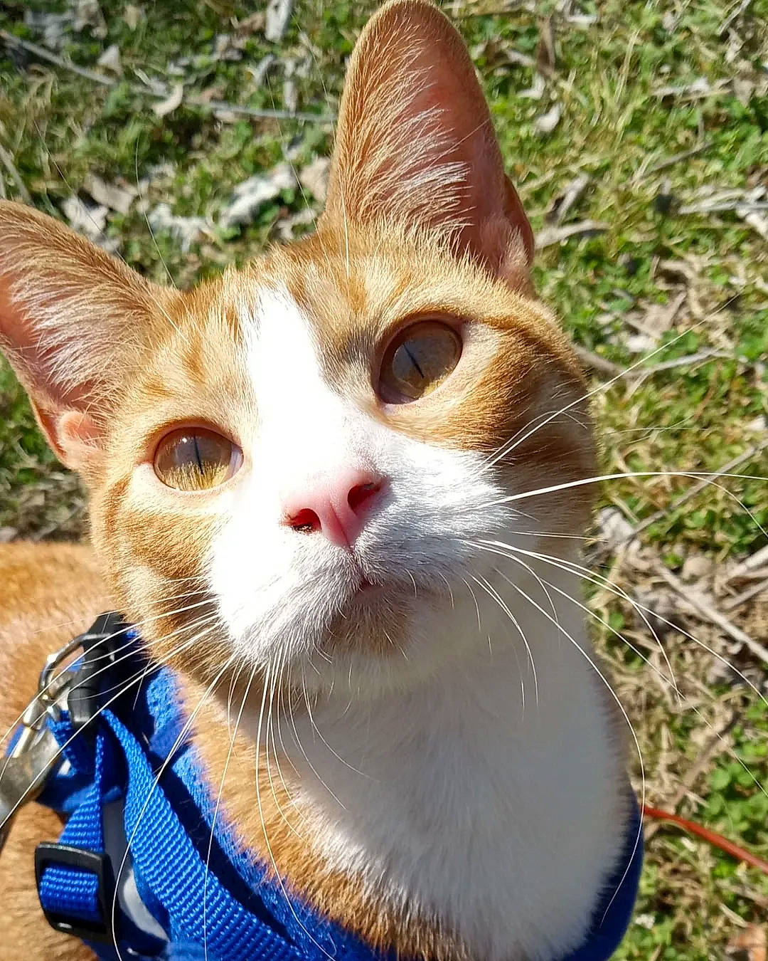 Pickle is registered to the contest to win money with this photo: carnivore, cat, collar, domestic_short_haired_cat, electric_blue, fawn, felidae, fur, grass, paw, plant, small_to_medium_sized_cats, snout, tail, terrestrial_animal, tree, whiskers