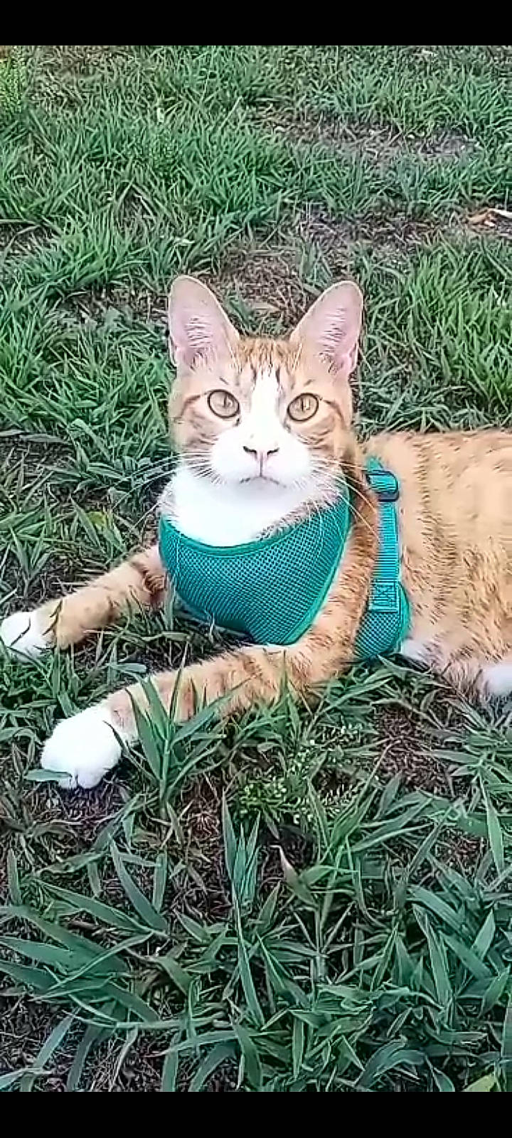 Pickle joined the competition — help win amazing prizes! carnivore, cat, domestic_short_haired_cat, fawn, felidae, fur, grass, groundcover, lawn, pattern, people_in_nature, plant, sitting, small_to_medium_sized_cats, snout, tail, terrestrial_animal, tree, whiskers, wildlife