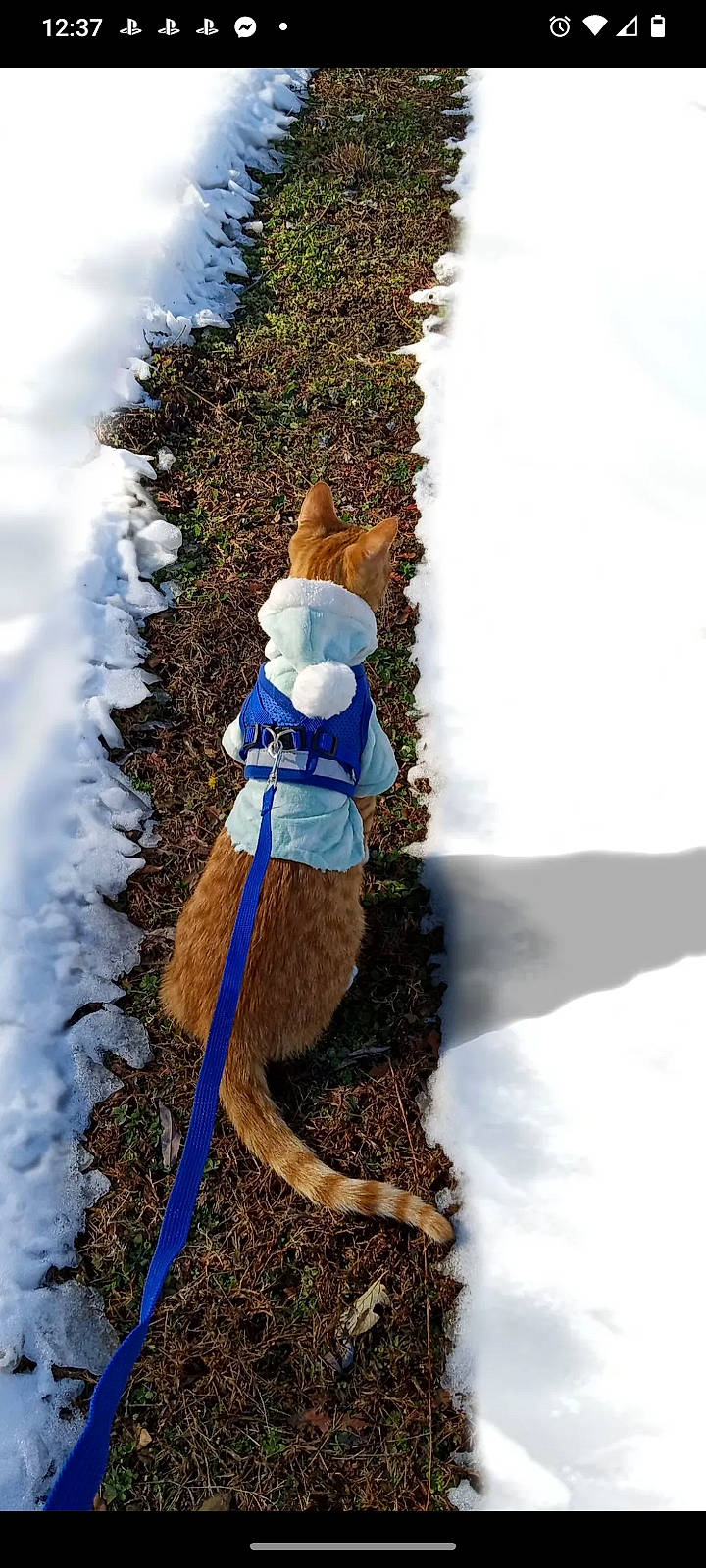 Pickle is registered to the contest to win money with this photo: carnivore, conifer, electric_blue, fawn, freezing, fun, fur, grass, people_in_nature, plant, recreation, slope, snow, soil, tail, tree, trunk, twig, winter, wood