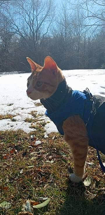 Pickle joined the competition — help win amazing prizes! carnivore, cat, dog_breed, fawn, felidae, freezing, grass, leg, plant, sky, small_to_medium_sized_cats, snout, snow, sporting_group, sunglasses, tail, tree, whiskers, winter, wood