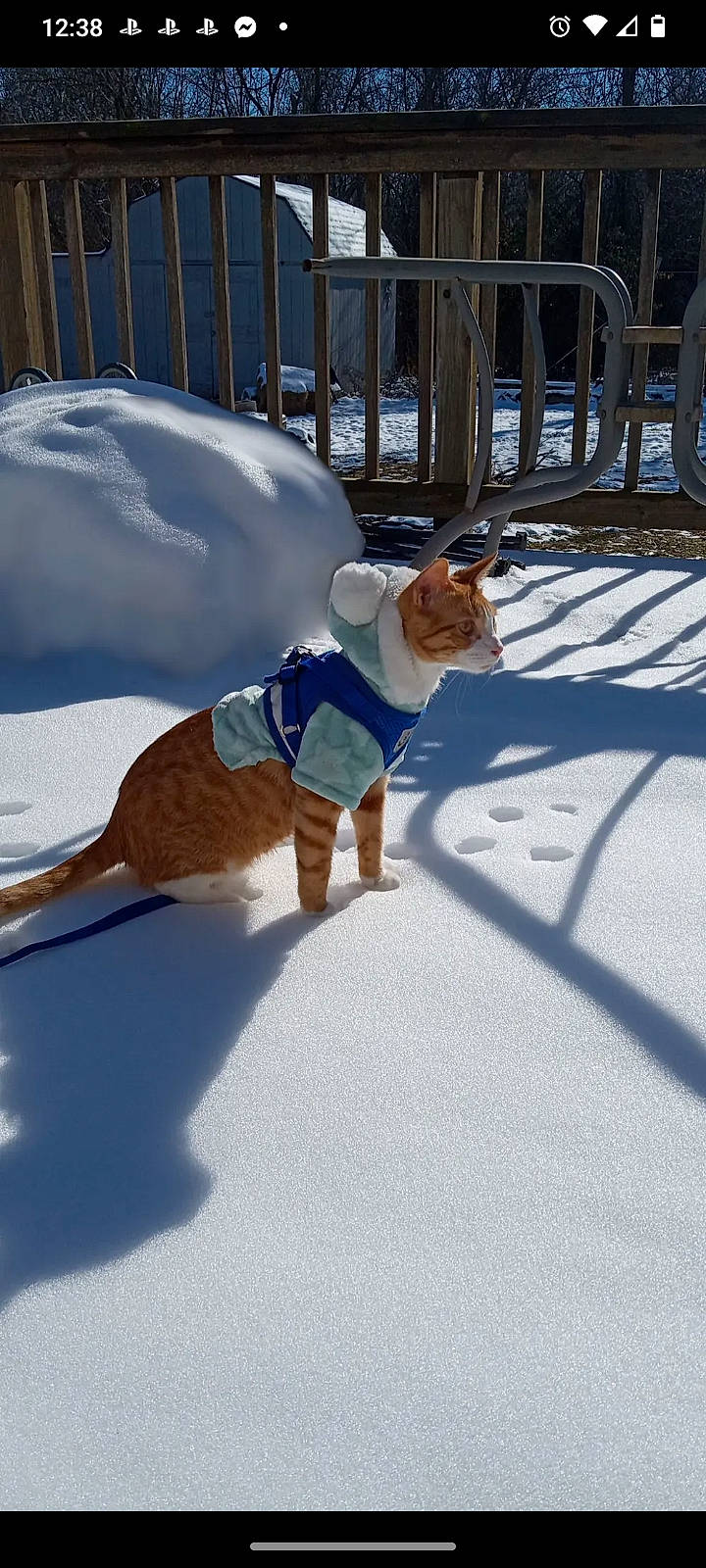 Pickle is registered to the contest to win money with this photo: canidae, carnivore, collar, companion_dog, dog, dog_breed, dog_supply, electric_blue, fawn, fence, mammal, pet_supply, snout, snow, sporting_group, sunglasses, tail, vertebrate, winter, working_animal