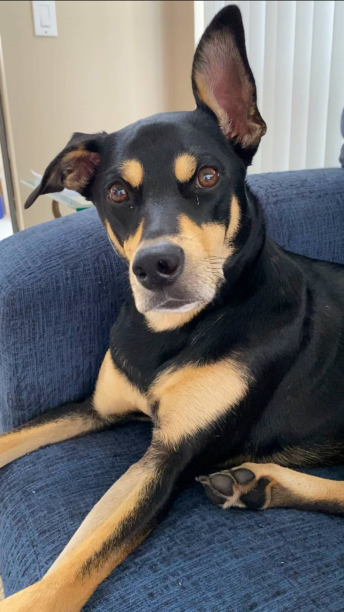 Dusty joined the competition — help win amazing prizes! canidae, carnivore, comfort, companion_dog, dog, dog_breed, fawn, fur, guard_dog, paw, snout, sporting_group, toy_dog, whiskers, working_animal, working_dog