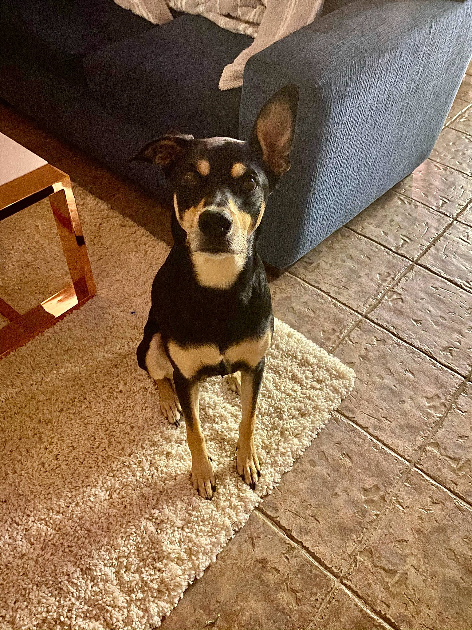 Dusty joined the competition — help win amazing prizes! canidae, carnivore, chihuahua, collar, companion_dog, dog, dog_breed, dog_supply, eyewear, flooring, plant, road_surface, russkiy_toy, shadow, sunglasses, tints_and_shades, toy_dog, whiskers, wood, working_animal