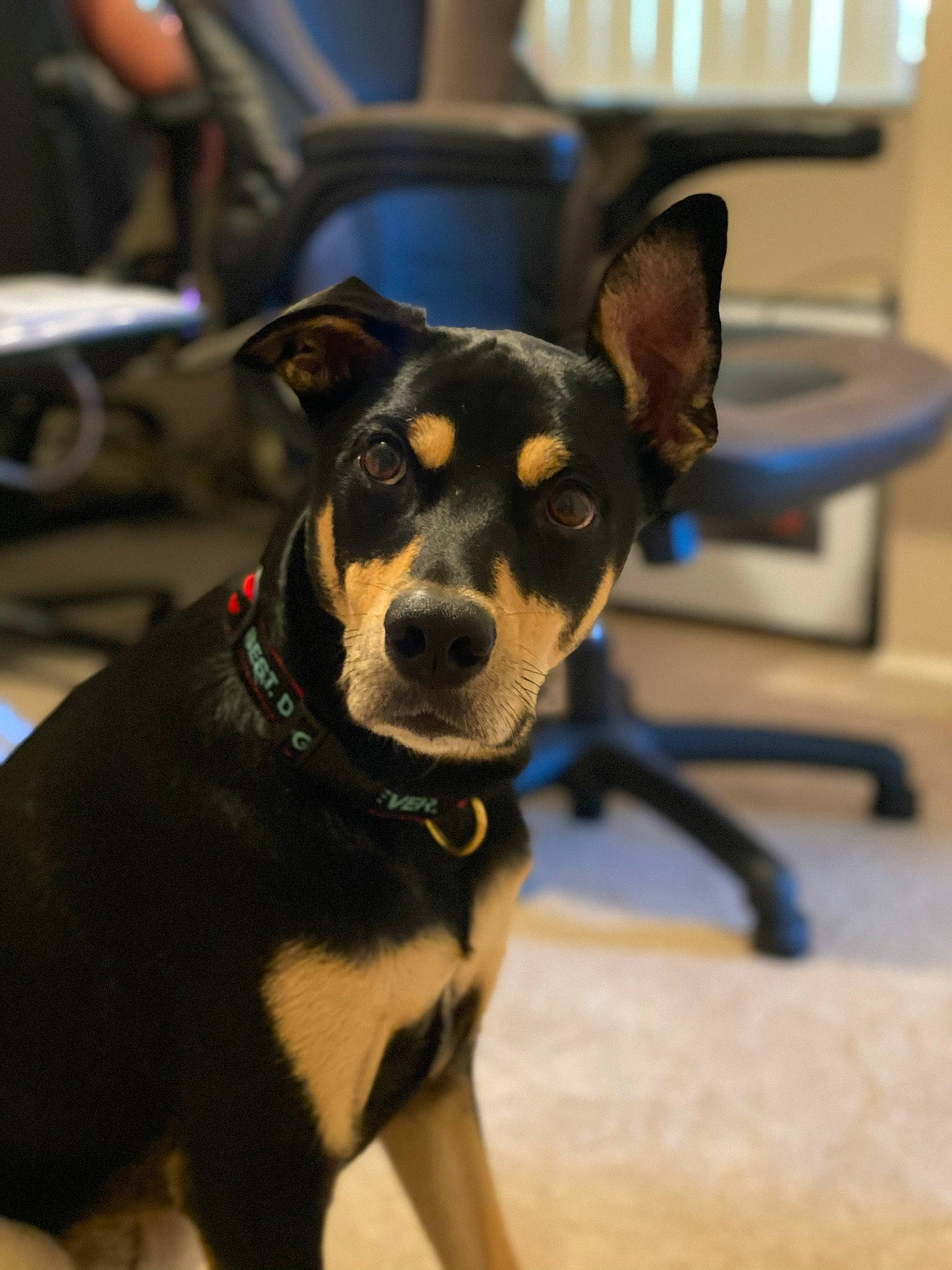 Dusty joined the competition — help win amazing prizes! canidae, carnivore, chair, collar, companion_dog, dog, dog_breed, dog_collar, dog_supply, ear, electric_blue, fur, guard_dog, paw, snout, sporting_group, toy_dog, whiskers, working_animal, working_dog