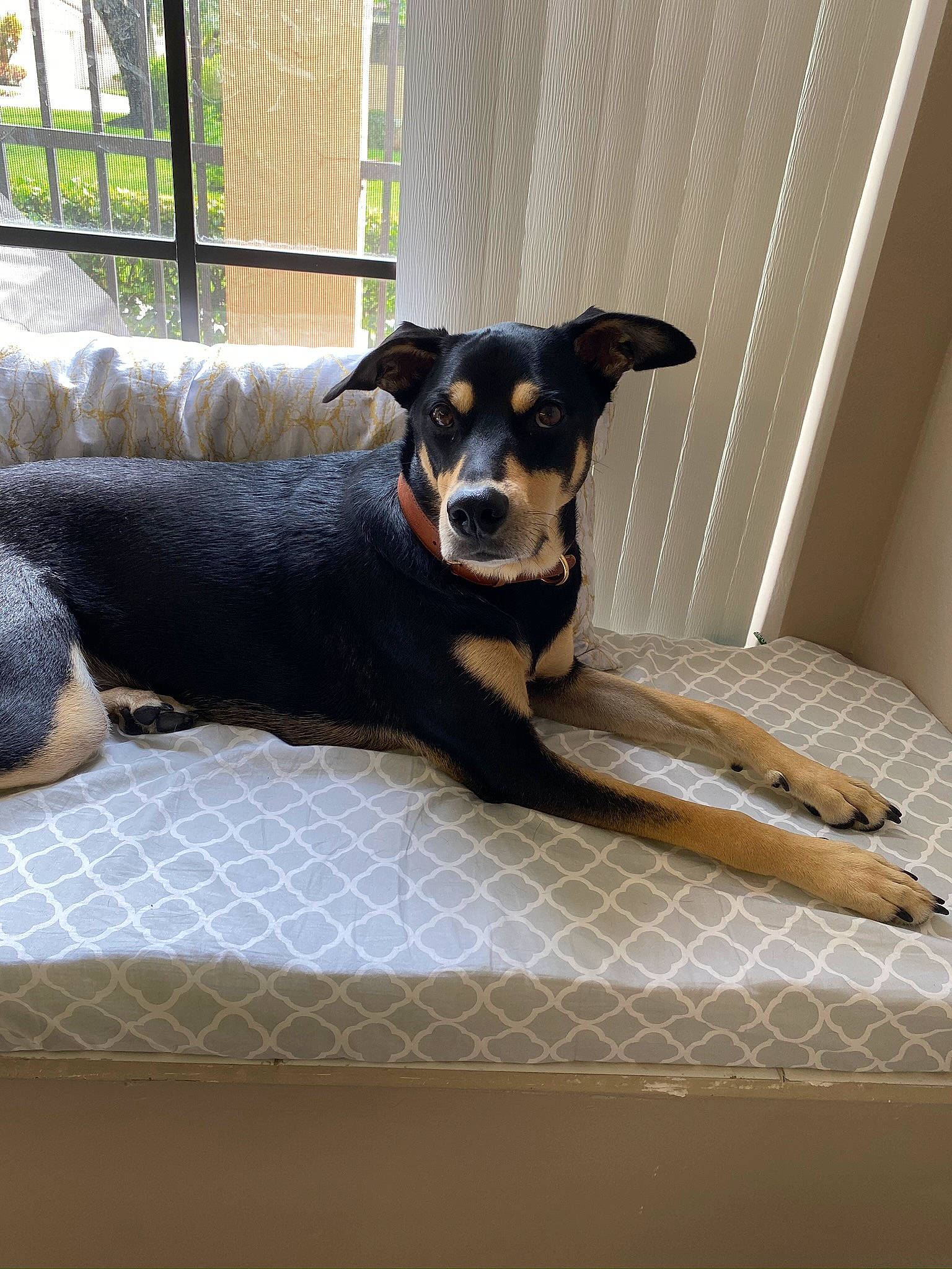 Dusty is registered to the contest to win money with this photo: canidae, carnivore, collar, companion_dog, dog, dog_breed, dog_supply, fawn, flooring, paw, pet_supply, plant, rectangle, snout, sporting_group, toy_dog, whiskers, wood, working_animal, working_dog