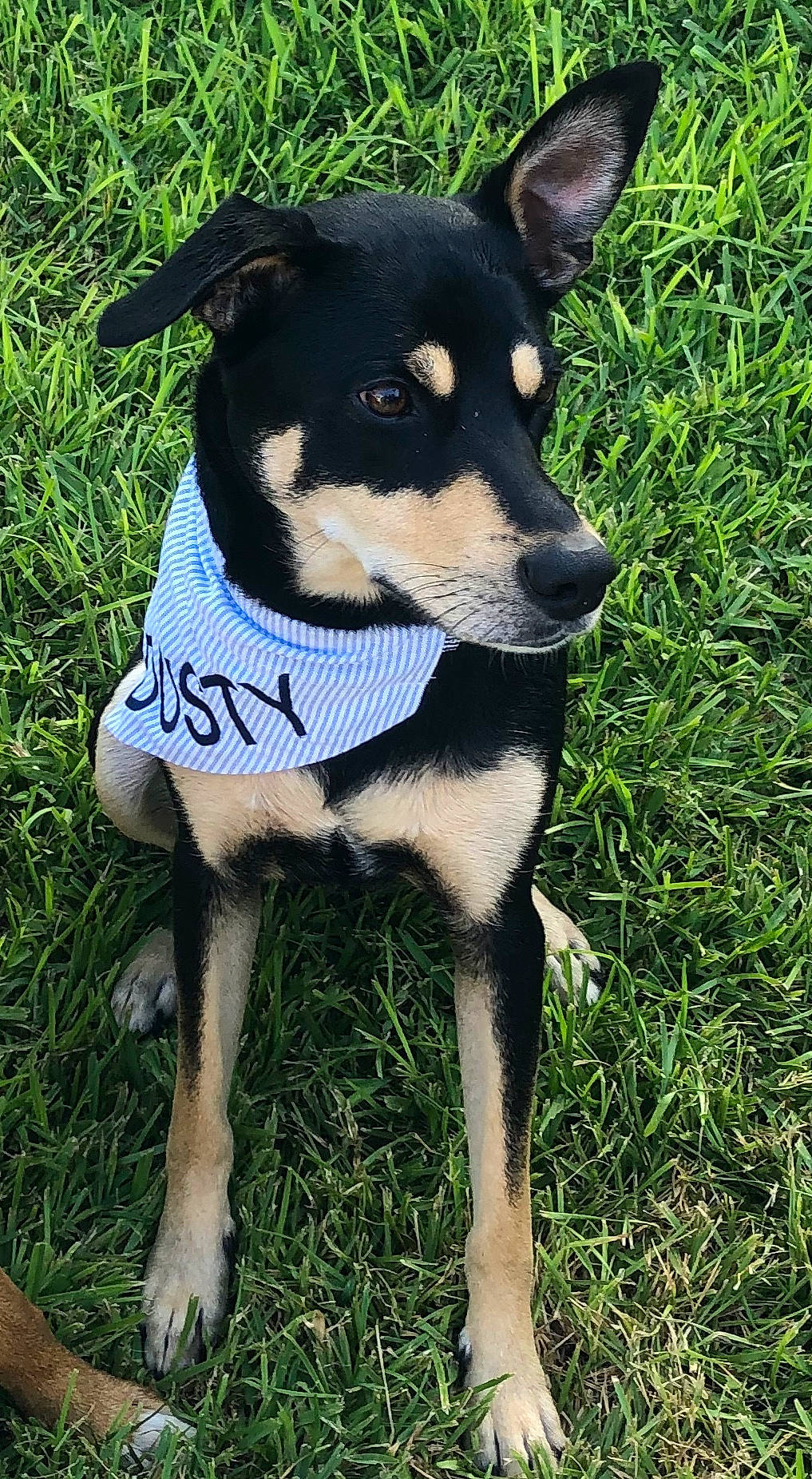Dusty joined the competition — help win amazing prizes! adventure, canidae, carnivore, collar, companion_dog, dog, dog_breed, dog_clothes, dog_collar, dog_supply, fashion_accessory, grass, leash, plant, sporting_group, terrier, toy_dog, whiskers, working_animal, working_dog