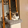 cat, calico, carpet, stairs, wooden_balusters, indoor, pet, resting, animal, home, cozy, feline, relaxed, portrait, domestic, fur, paw, whiskers, quiet, household