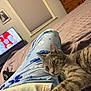 cat, tabby_cat, pajama_pants, bed, blanket, furniture, dresser, television, indoor, relaxation, pet, animal, person, clothing, paw, stretching, cozy, home, room, sleepwear