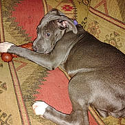 Athena joined the competition — help win amazing prizes! brown_gray_coat, canine, chew_toy, close_up, collar, couch, dog, flash_photo, indoors, looking_back, lying_down, patterned_couch, paw, pet, pitbull, puppy, sofa, toy, upholstery, white_paw