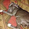 brown_gray_coat, canine, chew_toy, close_up, collar, couch, dog, flash_photo, indoors, looking_back, lying_down, patterned_couch, paw, pet, pitbull, puppy, sofa, toy, upholstery, white_paw