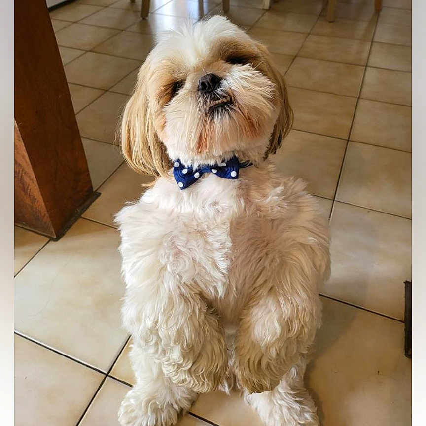 Ruby a rejoint le concours — aidez-le/la à gagner de superbes lots ! animal, bow_tie, brown, canine, companion, cute, dog, domestic_animal, floor, fluffy, fur, household, indoor, paw, pet, portrait, sitting, small_dog, tile_floor, white