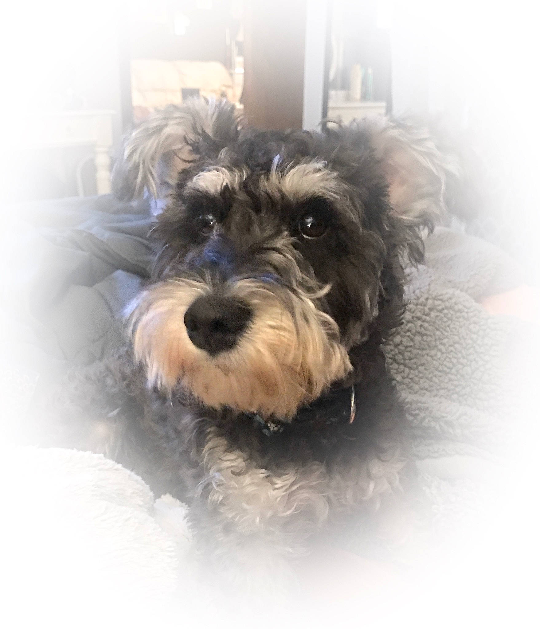 Judah is registered to the contest to win money with this photo: canidae, carnivore, companion_dog, dog, dog_breed, glen_of_imaal_terrier, havanese, mammal, miniature_schnauzer, morkie, petit_basset_griffon_vendeen, puppy, rare_breed_dog, schnauzer, schnoodle, small_terrier, snout, sporting_group, terrier, tibetan_terrier