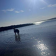 Sky joined the competition — help win amazing prizes! animal, blue_sky, calm, clouds, daytime, dog, lake, leash, nature, outdoor, pet, reflection, ripples, rocks, scenic, shoreline, sky, sun, sunlight, water