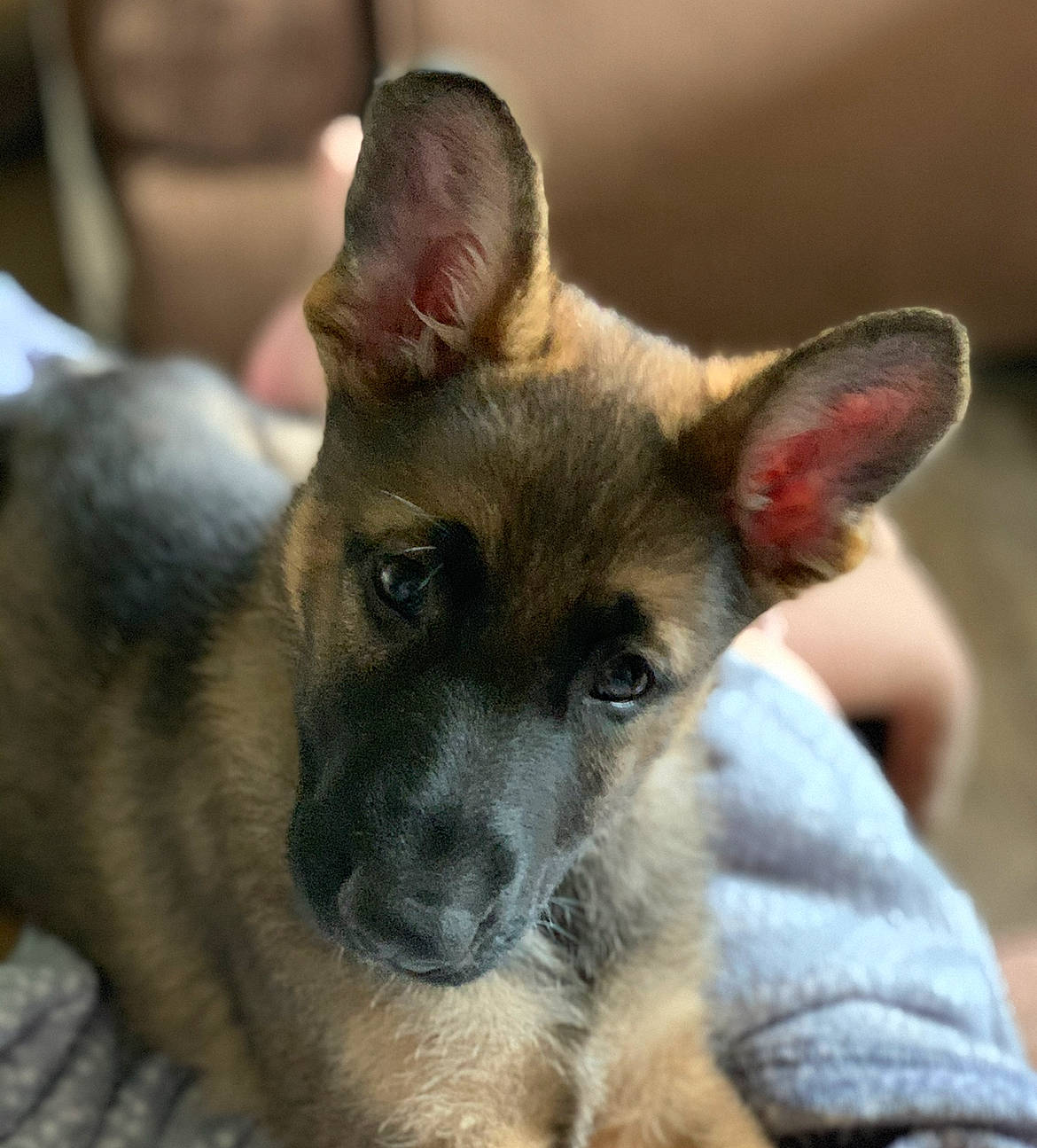 Lexi joined the competition — help win amazing prizes! canidae, carnivore, companion_dog, dog, dog_breed, ear, fawn, fur, snout, terrestrial_animal, toy_dog, whiskers, wildlife