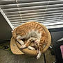 Milo is registered to the contest to win money with this photo: cat, ginger_tabby, cat_bed, sleeping, stretching, indoor, window_blinds, carpet, pet_toy, furniture, desk, cozy, relaxed, paw, ear, whiskers, home, light, shadows, cute