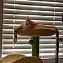Milo joined the competition — help win amazing prizes! cat, cat_tree, sleeping, orange_cat, indoor, window_blinds, pet, feline, relaxed, paw, fur, animal, resting, home, cozy, sunlight, quiet, domestic, mammal, comfortable