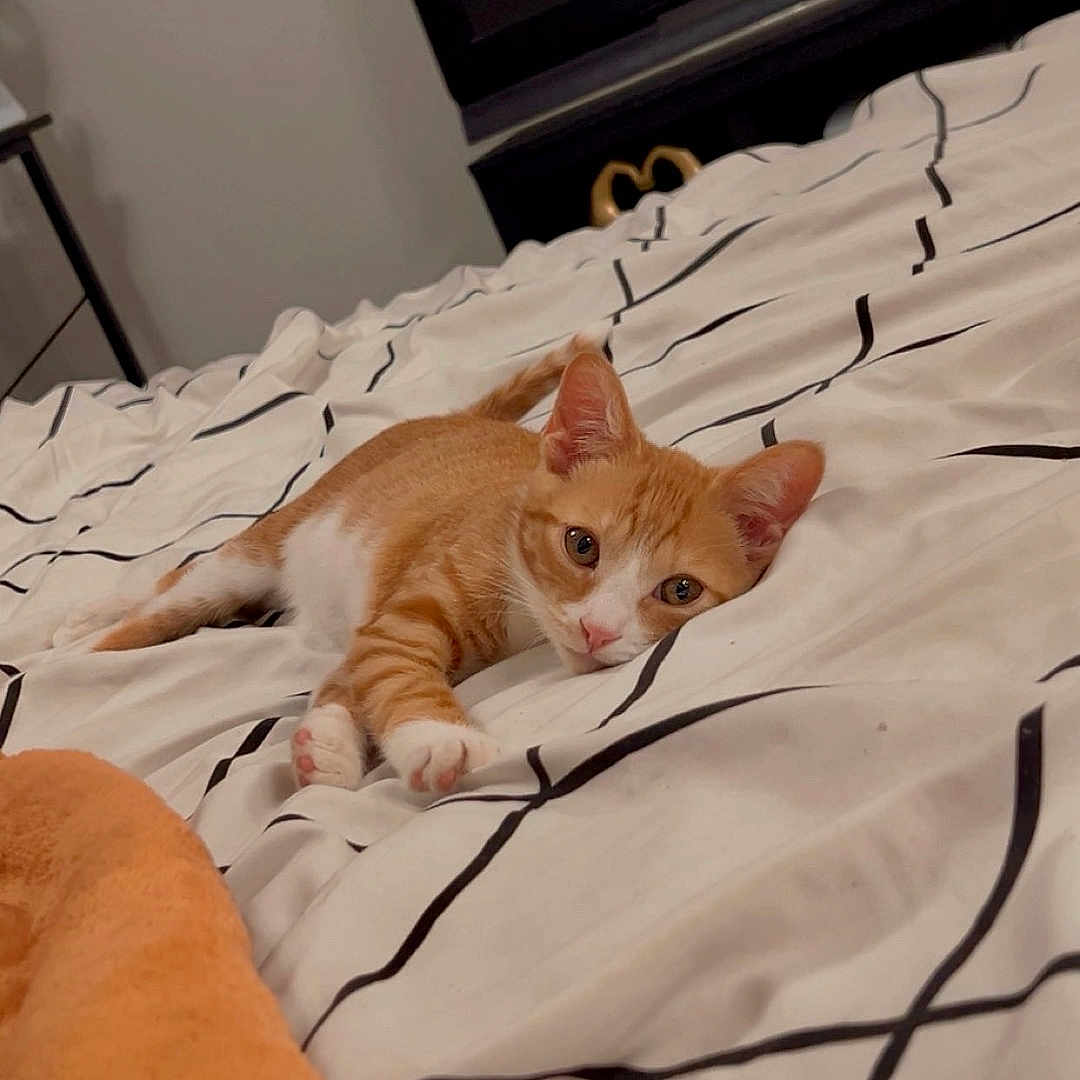 Milo joined the competition — help win amazing prizes! animal, bed, blanket, cat, comfort, cozy, curious, cute, feline, fur, indoor, kitten, orange, paw, pet, resting, sleepy, striped, white, young