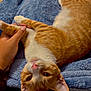 cat, orange_cat, white_cat, pet, animal, hand, blanket, blue_blanket, indoor, cozy, cute, fur, paw, relaxed, lying_down, person, tattoo, pink_nose, whiskers, curious
