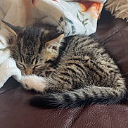 Twix is registered to the contest to win money with this photo: kitten, cat, sleeping, tabby, fur, blanket, cozy, leather, nap, cute, animal, pet, small, resting, indoor, soft, comfort, feline, peaceful, relaxed
