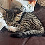 kitten, cat, sleeping, tabby, fur, blanket, cozy, leather, nap, cute, animal, pet, small, resting, indoor, soft, comfort, feline, peaceful, relaxed