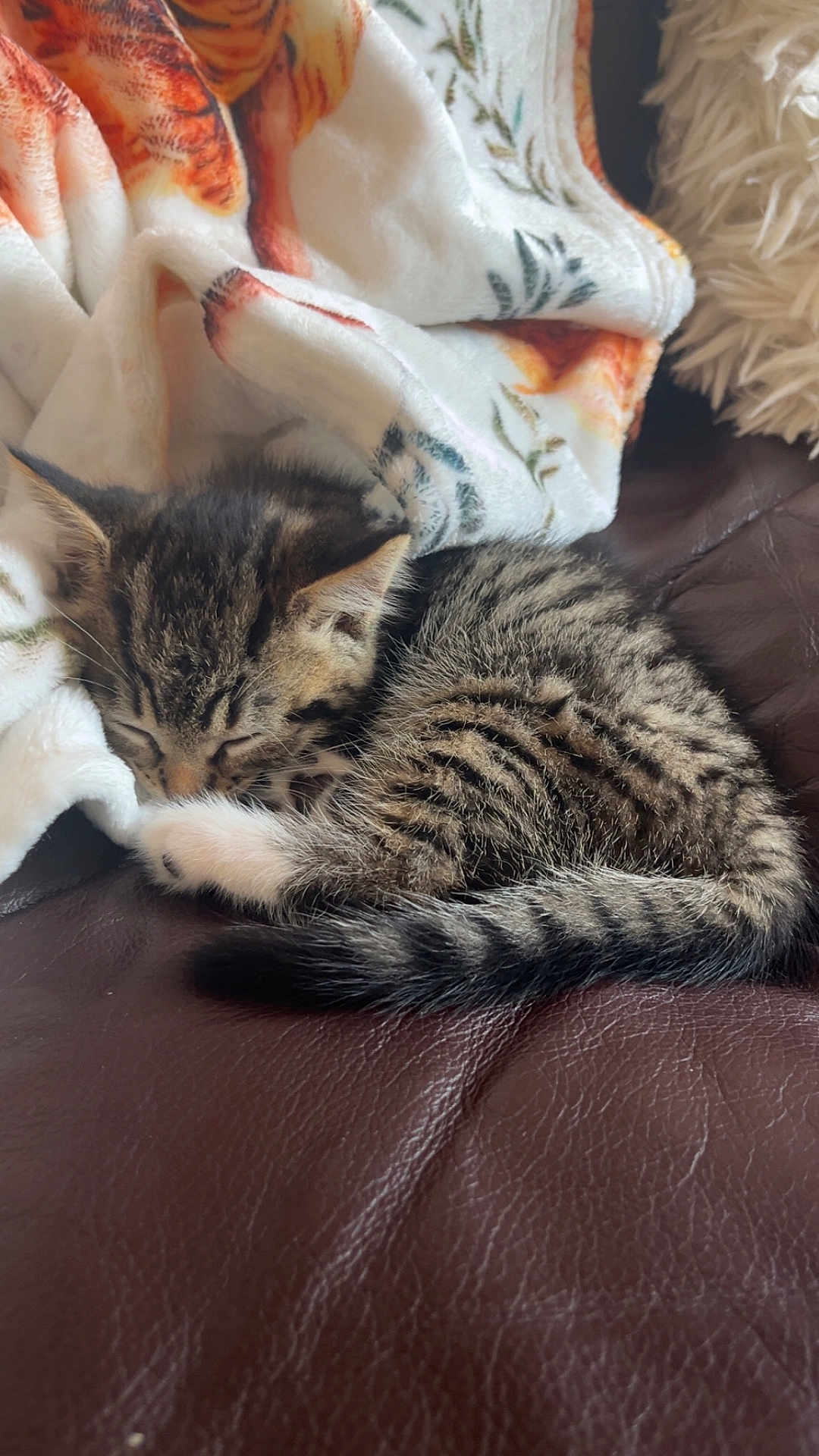 Twix is registered to the contest to win money with this photo: kitten, cat, sleeping, tabby, fur, blanket, cozy, leather, nap, cute, animal, pet, small, resting, indoor, soft, comfort, feline, peaceful, relaxed