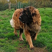 Ludine a rejoint le concours — aidez-le/la à gagner de superbes lots ! dog, large_dog, fluffy, outdoor, grass, nature, animal, pet, canine, fur, guarding, alert, brown, black, landscape, field, tree, fence, walking, park