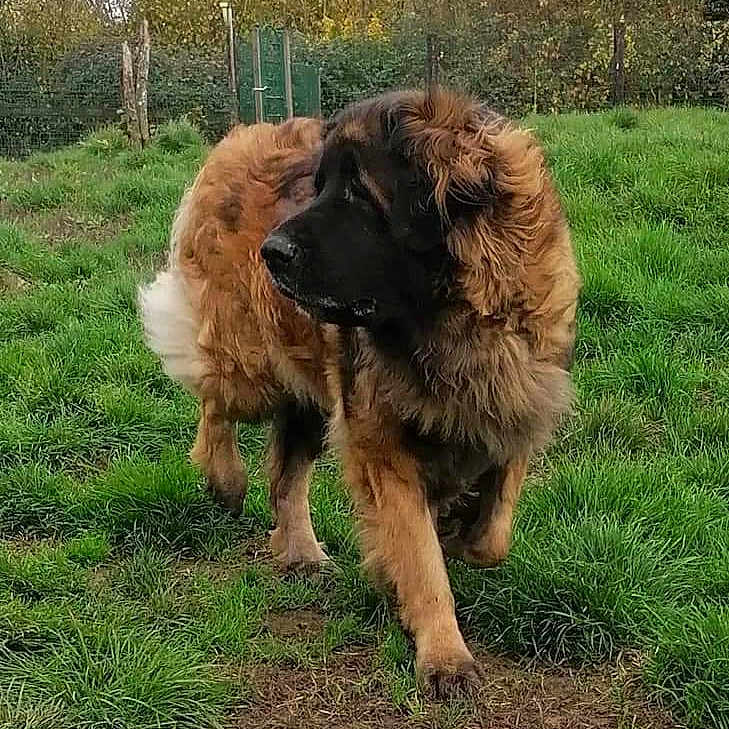 Ludine a rejoint le concours — aidez-le/la à gagner de superbes lots ! alert, animal, black, brown, canine, dog, fence, field, fluffy, fur, grass, guarding, landscape, large_dog, nature, outdoor, park, pet, tree, walking