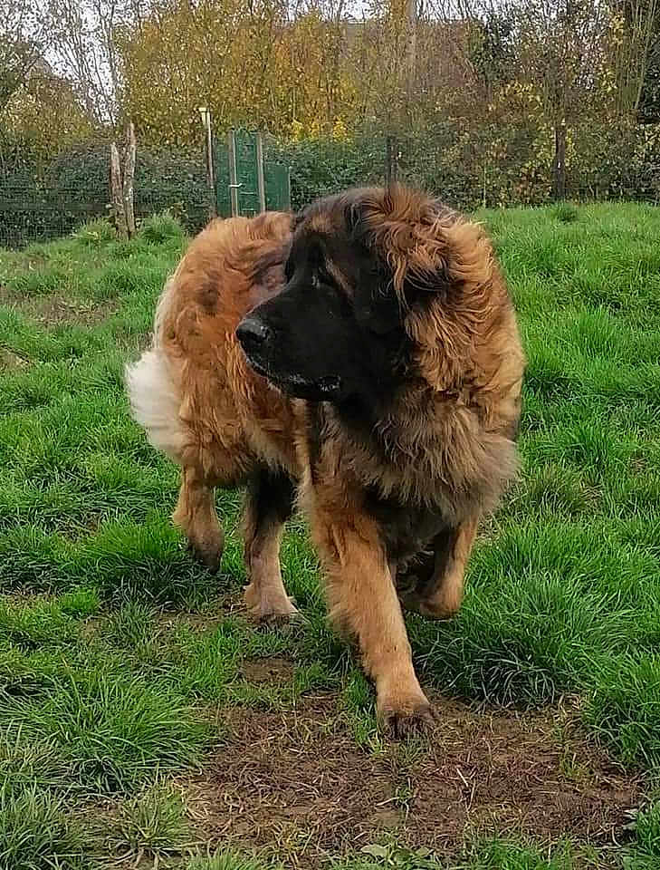 Ludine a rejoint le concours — aidez-le/la à gagner de superbes lots ! dog, large_dog, fluffy, outdoor, grass, nature, animal, pet, canine, fur, guarding, alert, brown, black, landscape, field, tree, fence, walking, park
