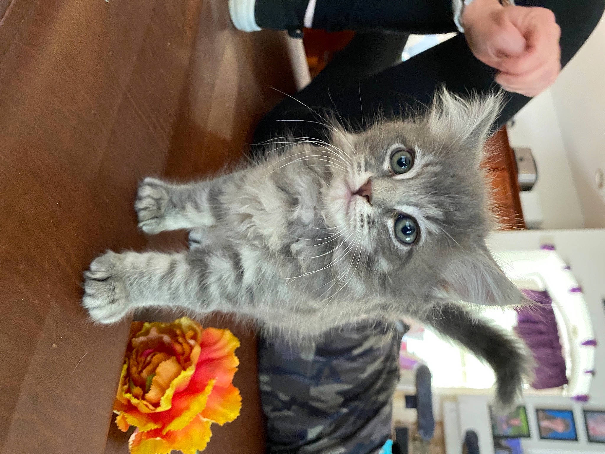 Willow is registered to the contest to win money with this photo: british_longhair, carnivore, cat, claw, domestic_short_haired_cat, felidae, flooring, flower, fur, nail, paw, plant, small_to_medium_sized_cats, tail, whiskers