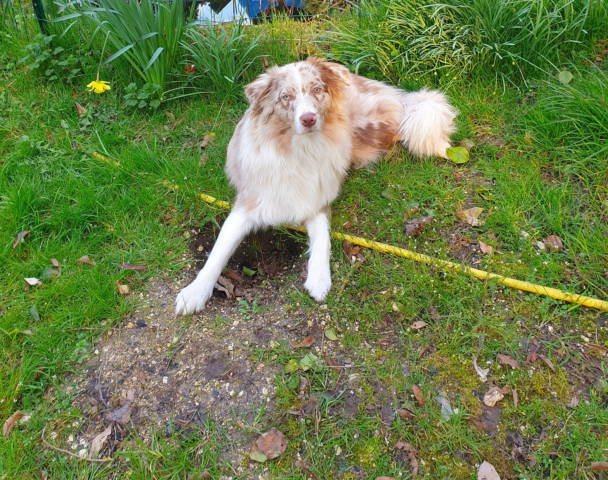 Prune participe au concours pour gagner de l'argent avec cette photo : australian_shepherd, canidae, carnivore, companion_dog, dog, dog_breed, grass, mammal, miniature_australian_shepherd, sporting_group