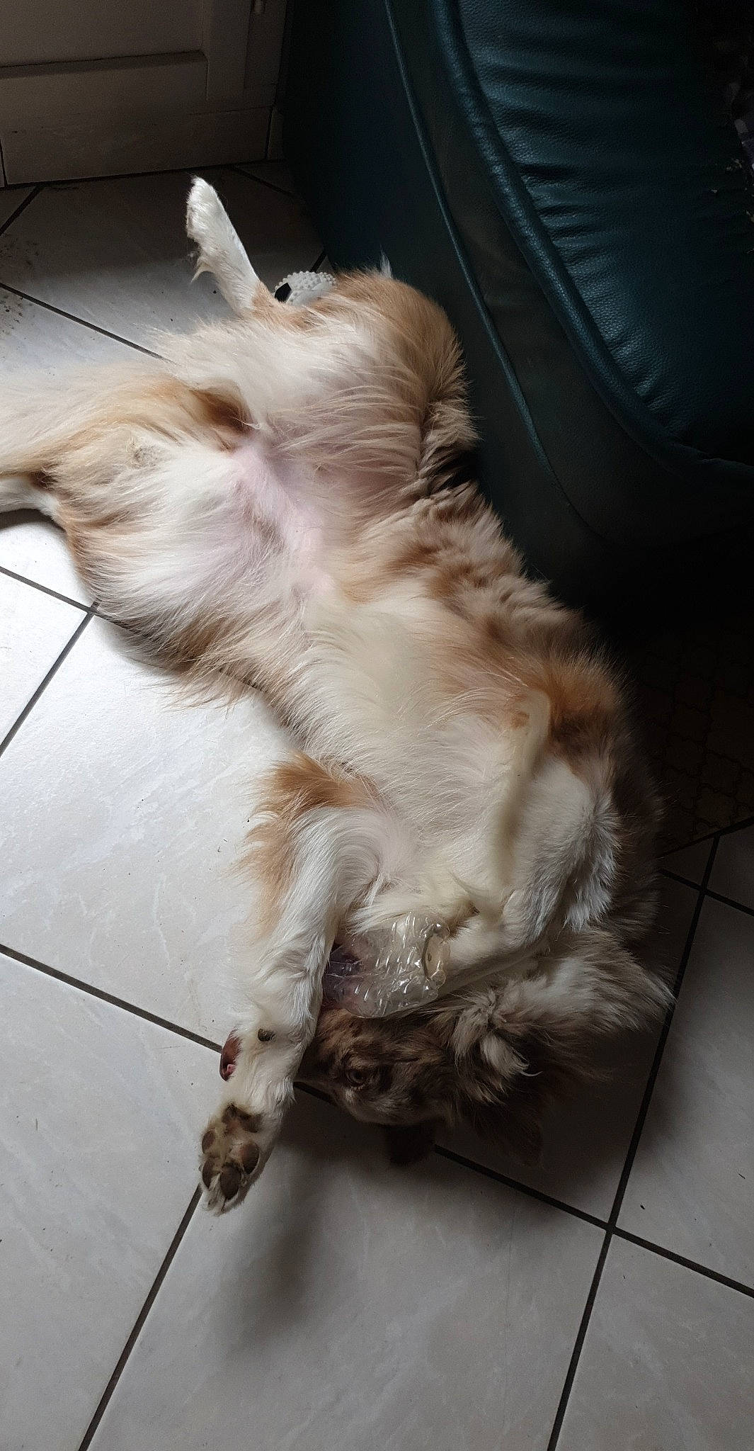 Prune a rejoint le concours — aidez-le/la à gagner de superbes lots ! canidae, carnivore, cat, companion_dog, dog, dog_breed, puppy, setter, sporting_group, tail