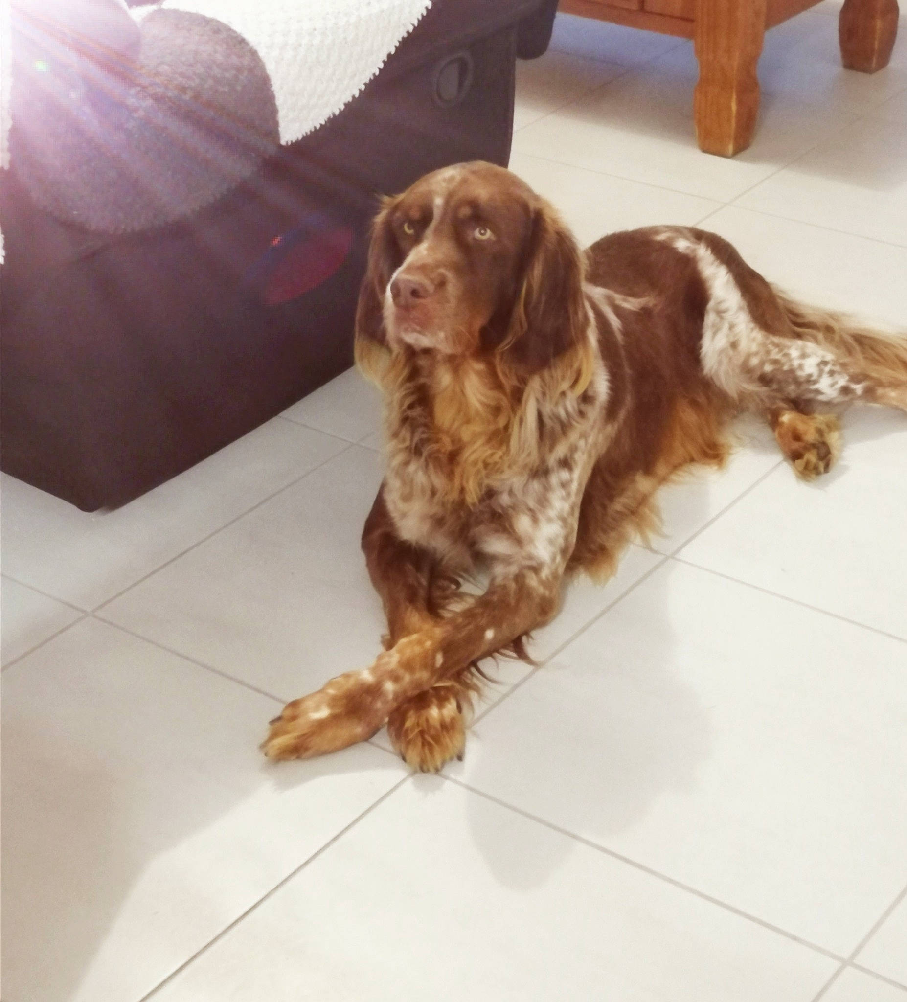 Gus participe au concours pour gagner de l'argent avec cette photo : canidae, carnivore, cocker_spaniel, companion_dog, couch, dog, dog_breed, fawn, flooring, fur, gun_dog, hardwood, liver, metal, pointing_breed, spaniel, sporting_group, varnish, wood, working_animal