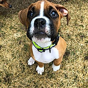 Kobe joined the competition — help win amazing prizes! puppy, dog, grass, outdoor, pet, cute, animal, brown, white, collar, young, looking_up, ears, face, nose, curious, nature, two_dogs, ground, playful